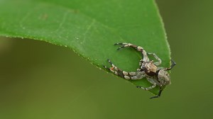 How Tiny Jumping Spiders Unlock Secrets of Color Perception