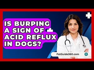 Is Burping A Sign Of Acid Reflux In Dogs? - PetGuide360.com