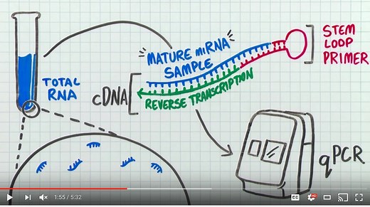 Finding The Right MicroRNA (miRNA) Assays