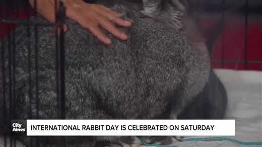 Int'l Rabbit Day is celebrated on September 28