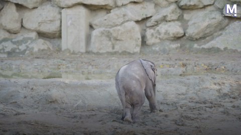 Baby elephant delights visitors at Vienna's Zoo