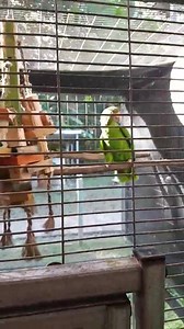 Happy for the first Puerto Rican parrot (Amazona vittata) chick hatched at the Iguaca Aviary managed by the US Fish and Wildlife Service during the 2017 breeding season, his parents are very pending to anyone who will come closed to his nest. When a chick hatched, the personnel of the Iguaca Aviary weighs the chick, observes if it was fed, the area of ​​the belly is cleaned with betadine to avoid infections and the nesting material is changed by a new one. | Aves de Puerto Rico