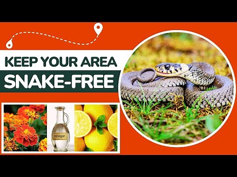 How to Keep Snakes Out of Your House?100% Working Methods