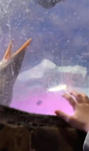 Face to Face With a Penguin | My Son’s Up Close Encounter at Bass Pro’s Wonders of Wildlife Aquarium