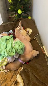 Pre-walk wiggles with Sky! 💛 #Sky #onlypet #notyouraverageshelter #pennylanepups #lovethislittleredbarn | Always & Furever Midwest Animal Sanctuary