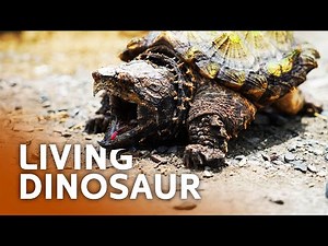 Uncharted Territory: Exploring the Last Strongholds of the Alligator Snapping Turtle