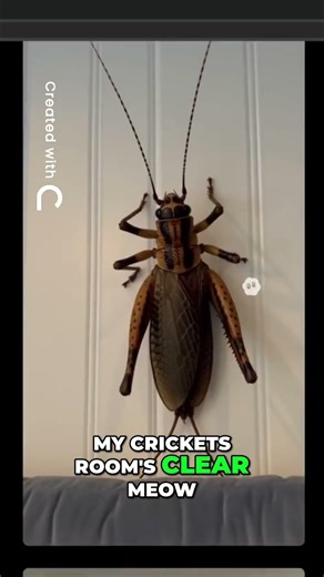 Streamer Uses FLAMETHROWER To CRUSH Cockroach Problem! #drdonut #donutsmp #funny #reaction #smp