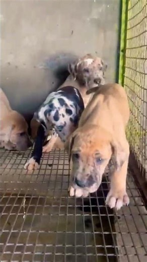 8810623046 Top Quality Great Dane Puppy Tall Size Vaccinated Trained#danemale#puppy#dog#farm#viral