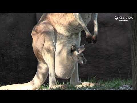 Meet red kangaroo joey, Arla!