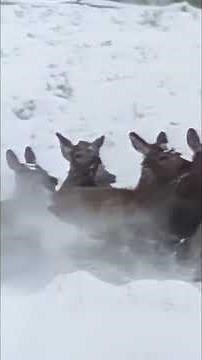 Why Elk Hunting Is Necessary