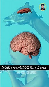 పిల్లలు పుట్టిన వెంటనే ఎందుకు నడువరు #facts #shortvideos #entertainment #shorts