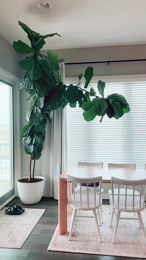 Trimming Tips for Fiddle Leaf Fig Plants