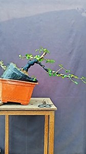 221K views · 2.5K reactions | Boxwood bonsai material modeling tree #bonsai #bonsaimaking | Nazim's Bonsai | Facebook