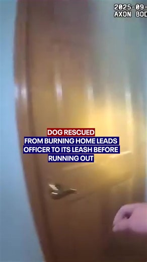 A now-viral body camera video shows Aurora Police Investigator Michael Ely rescuing a dog named Oakley from a smoke-filled house. Ely patiently followed the dog as Oakley ran to get his leash before they both safely exited the home. The fire, which originated in the attic, was quickly put out, and no one was inside the house at the time. | Fox 9