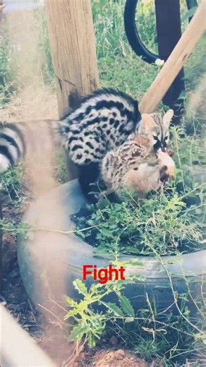 Wild Animals Fighting🦨 #shorts #viralvideo