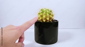 Golden barrel cactus (Echinocactus grusonii), golden ball or mother-in-law's cushion disease. The originally dark green colour became yellow. Caucasian woman's hand showing room plant illness.