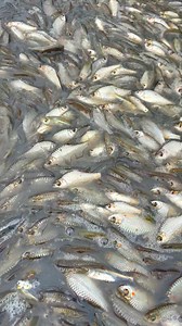 Amazing fish & fishing | Fishing Village