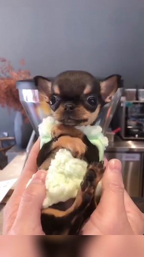 #dogsofttiktok #chihuahua #fyp #puppy #cutedog #pet #hopeyoulikeit