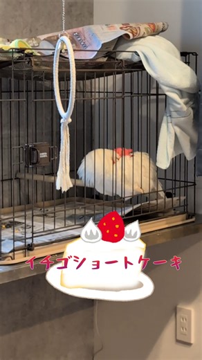 くつろぎのにわとり大と小#かわいい動物 #癒し