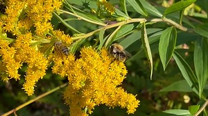 Goldenrod, Insects, Collecting Nectar. Free Stock Video