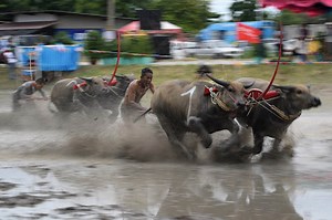 Hooves of Thunder: Buffaloes boast bovine speed in muddy race | Coconuts