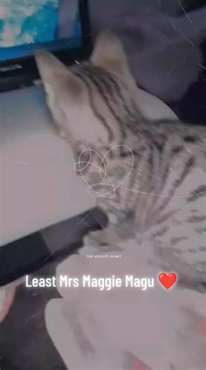 Watching Alien Earth with Maggie 🖖❤️‍🩹 #catsoftiktok #catlover #fyp #boomboom