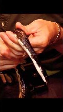 Hand shedding snake snakes #snake #snakerescue #shorts