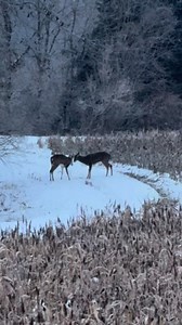 7.9K views · 90 reactions | #buckfight#IllinoisDominantBucks #bookyourhuntwithussoon #huntingranch #bucketlistadventures #deerhunting #bigdeer #buck #deer #deerseason #deerhunter #deerseason2025 #whitetailhunting #whitetaildeer #whitetail #whitetailseason #whitetailbuck #fight #buck fight | Illinois Dominant Bucks | Facebook