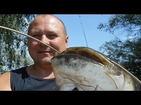 Zestaw na suma na zrywkę od mały rekin