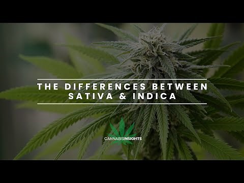 The differences between INDICA and SATIVA
