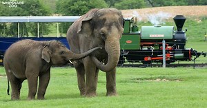 The UK's most family-friendly zoos and safari parks - Netmums