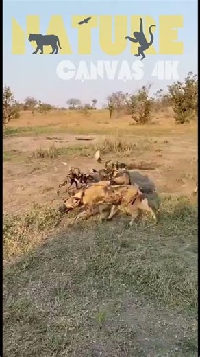 Giraffe vs Wild Dog Pack Which Animal REIGNS SUPREME?