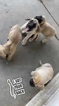 English Mastiff Puppies, Loving and Learning with Your Big Best Friend