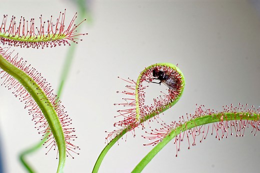 Carnivorous Plants Have Been Trapping Animals for Millions of Years. So Why Have They Never Grown Larger?