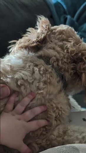 Baby Learns Gentle Love with Cavapoo Puppy