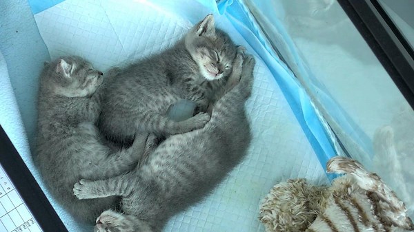 Live Kitten Cam - watch cute kittens playing | Explore.org