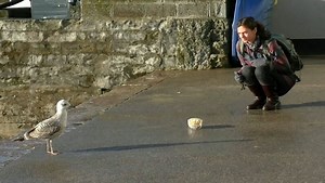 Video shows 'staring at seagulls stops them eating your chips'