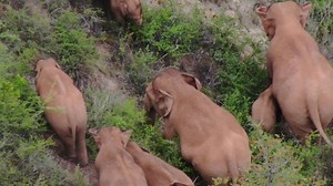 A herd of 15 wild Asian elephants that has captured global attention continues to enjoy its leisurely trek in southwest China. After traveling northward for some 500 km, they have seemingly shown a trend of returning south. #GLOBALink | China Xinhua News