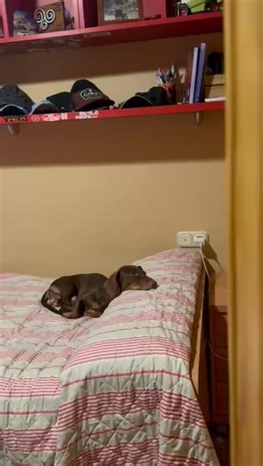 Videos de Pingo Player (@pingoplayer) con “sonido original - Pingo Player”