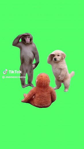 This CapCut template features Punch the Monkey dancing with his stuffed animal alongside a playful puppy while the SpongeBob song Bikini Bottom Day plays. The wholesome but chaotic combo of the dancing monkey toy and puppy bouncing to the upbeat SpongeBob music turns the clip into a pure feel-good meme edit with goofy energy. Use this CapCut template as a green screen dance reaction over clips where something wholesome, silly, or unexpectedly joyful happens. It works great for meme edits, reacti