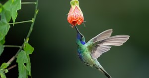 12 Of The Best Plants To Attract Hummingbirds This Season