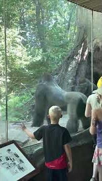 2 Gorillas fight at the Bronx zoo.