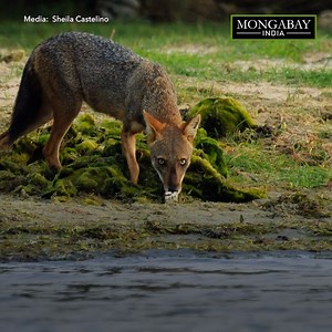 69K views · 1.4K reactions | Between 2013 and 2019, 126 skins, eight tails, more than 370 'jackal horns', 16 skulls and two live jackals have been seized by the Wildlife Crime Control Bureau, Government of India. https://india.mongabay.com/2020/04/a-tale-of-non-existent-jackal-horns-and-its-online-sales/ | Mongabay-India | Facebook