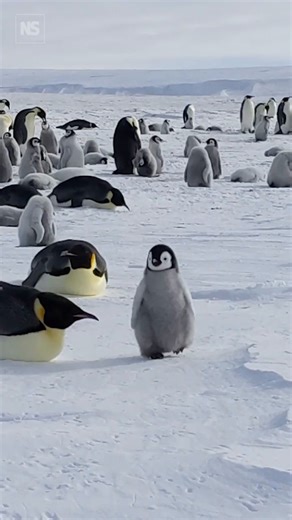 We thought we knew emperor penguins – robots are proving us wrong 🐧🤖 For decades, we studied only a tiny number of Antarctica's emperor penguins. Now robots and satellites are revealing surprising secrets about how they live. Over the past 15 years, researchers have uncovered more about these birds using new technologies, including satellites that can spot colonies from space and AI-equipped robots to scan them on the ground. But is that enough to save them from the imminent threat of climate 