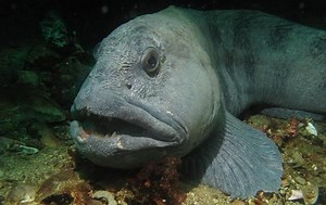 Atlantic wolffish - Alchetron, The Free Social Encyclopedia