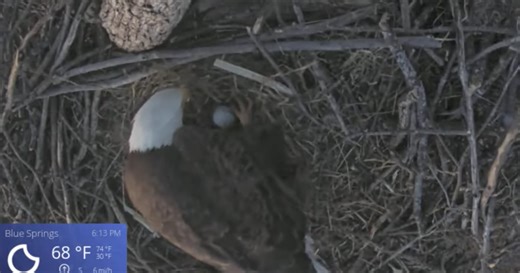 Blue Springs bald eagle pair successfully lays 3 eggs; how to watch them live