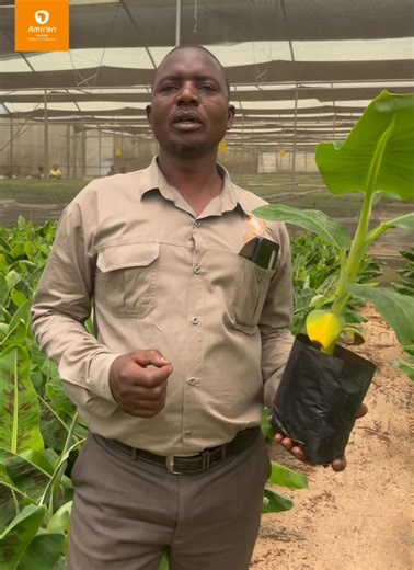 Attention all farmers! 🌾 Are you in an area with limited water supply or low rainfall? 🌧️ Don't let water scarcity hold you back from growing bananas! 🌴 At Amiran, we recommend our Grand Naine banana variety for areas with low water supply. 🌟 This variety is known for its high yield and resilience, even in challenging water conditions. 💪 With Grand Naine, you can enjoy a bountiful harvest, even with limited water resources. 🌿 Start growing with confidence! 🌟 Contact us on 097 7519138 or 2