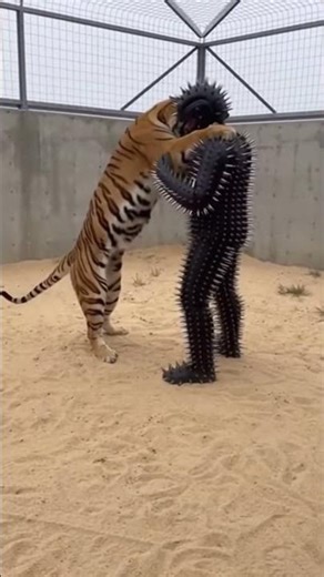 Tiger Attacks Man in Porcupine Armor... He Just Stands There... 😱 #viral #wildlife #porcupine