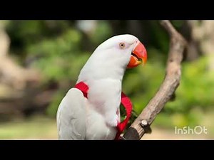Different Types of Parrots in One Video | Beautiful & Colorful Parrots 🦜✨#parrot