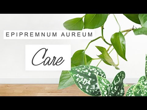 Pothos Plant Care! TIPS + TRICKS For Fast Growth 🌱 Houseplants For Beginners | EPIPREMNUM AUREUM